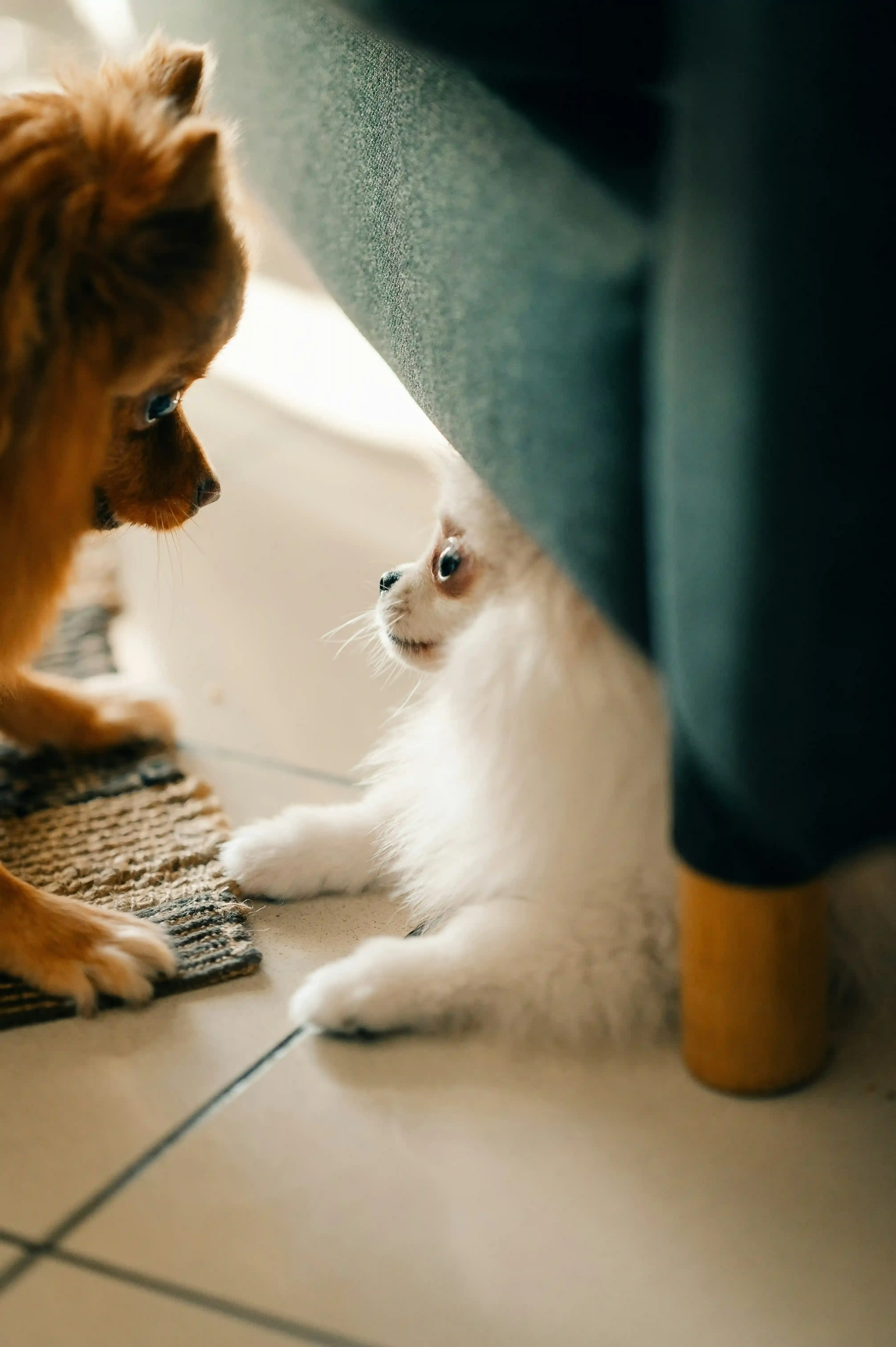 ブリーダー から 猫 を 飼う 際のお迎えまでの流れ