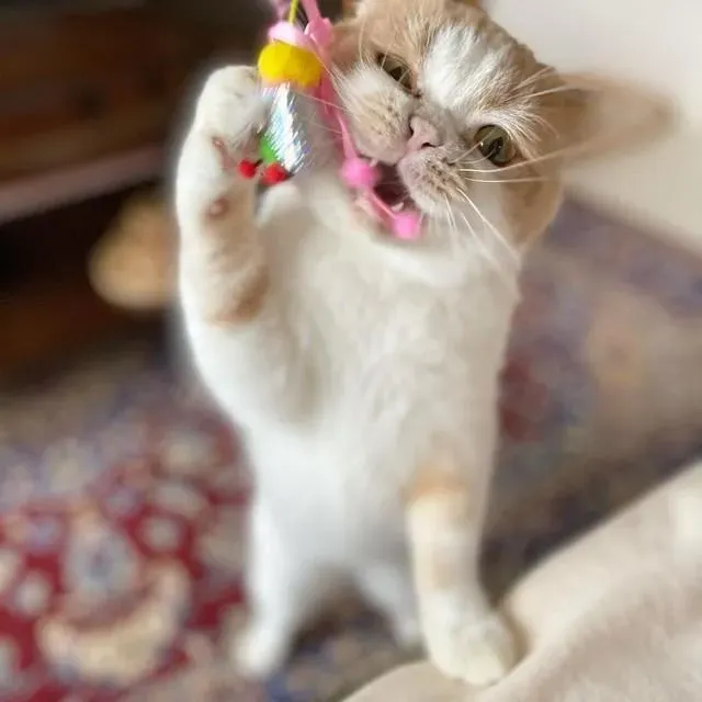 ブリーダー レスキュー 猫を取り巻く現状と支援の輪