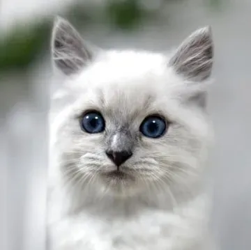 ブリーダー 猫 サイベリアン訪問で見たいこと・聞きたいこと