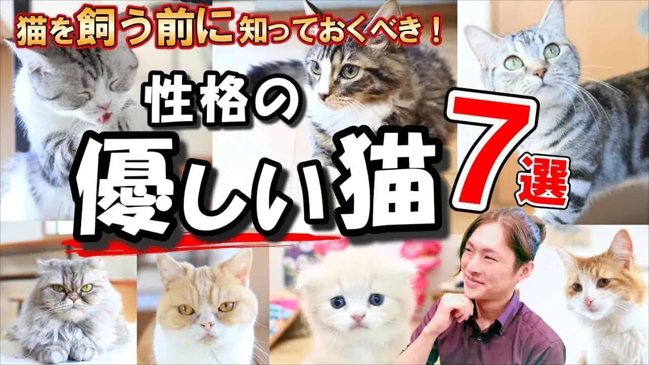 ブリーダーから「猫 ブリーダー 成 猫」を迎えるメリット・デメリット