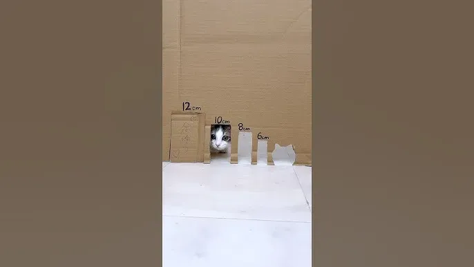 ブリーダーから「猫は液体」のようにしなやかな子猫を迎えるヒント