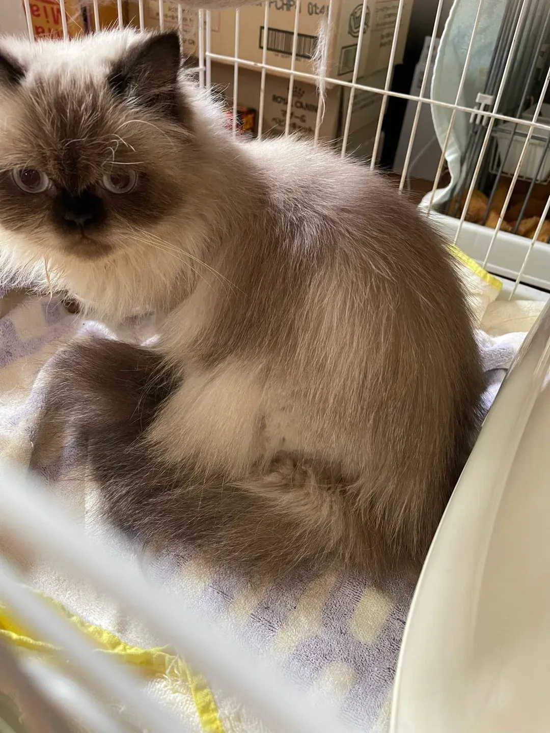 ブリーダーからのレスキュー猫とは?増える背景