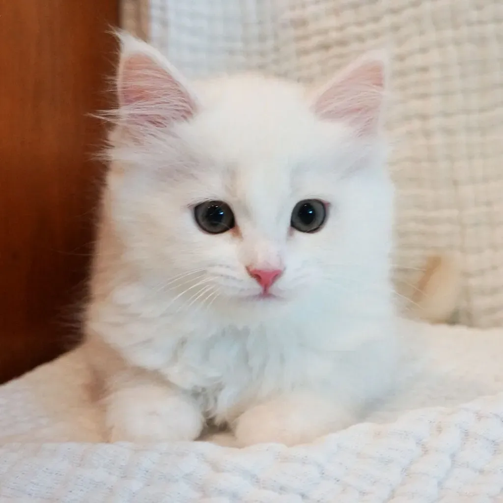 ブリーダーからサイベリアンの子猫を迎える準備