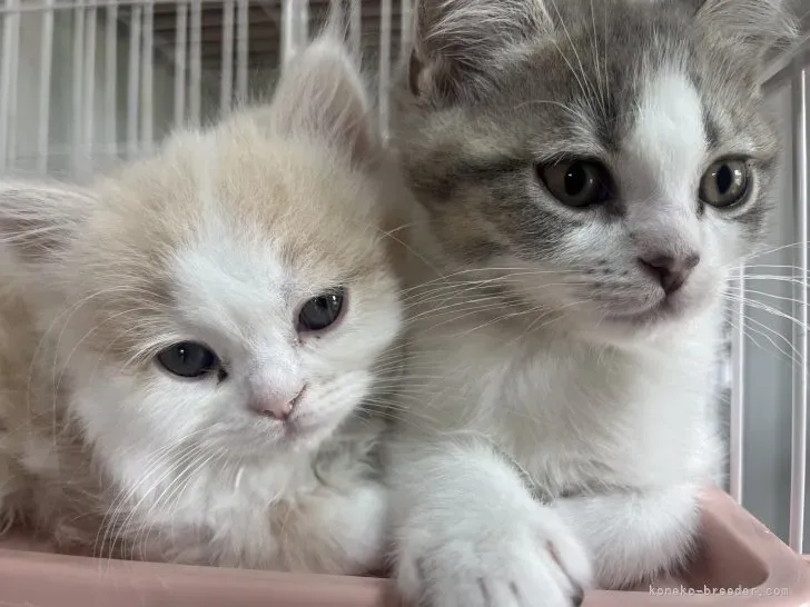ブリーダーから子猫を迎えるリアルな話