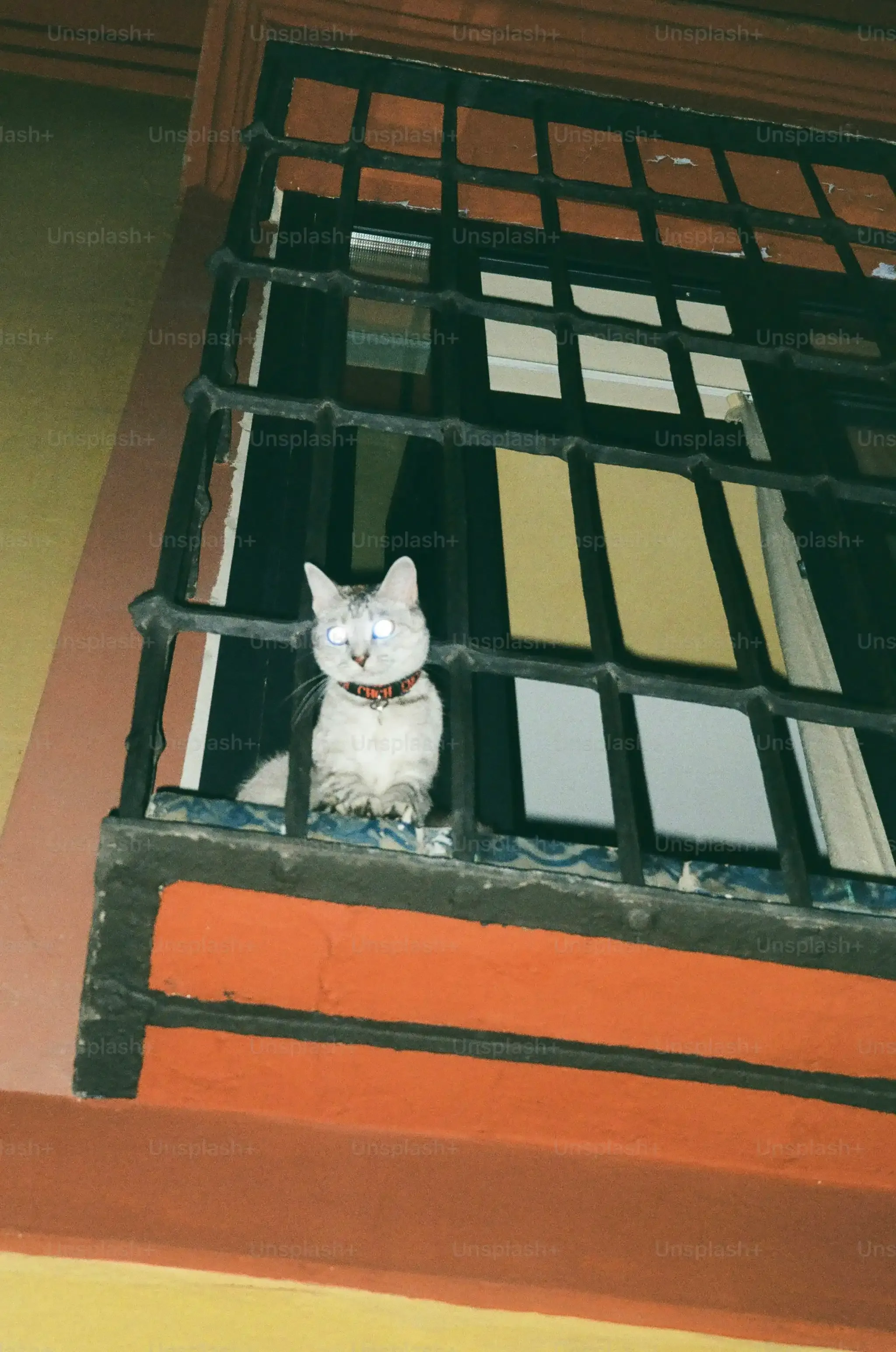 ブリーダーから猫を迎える前に知っておきたいこと