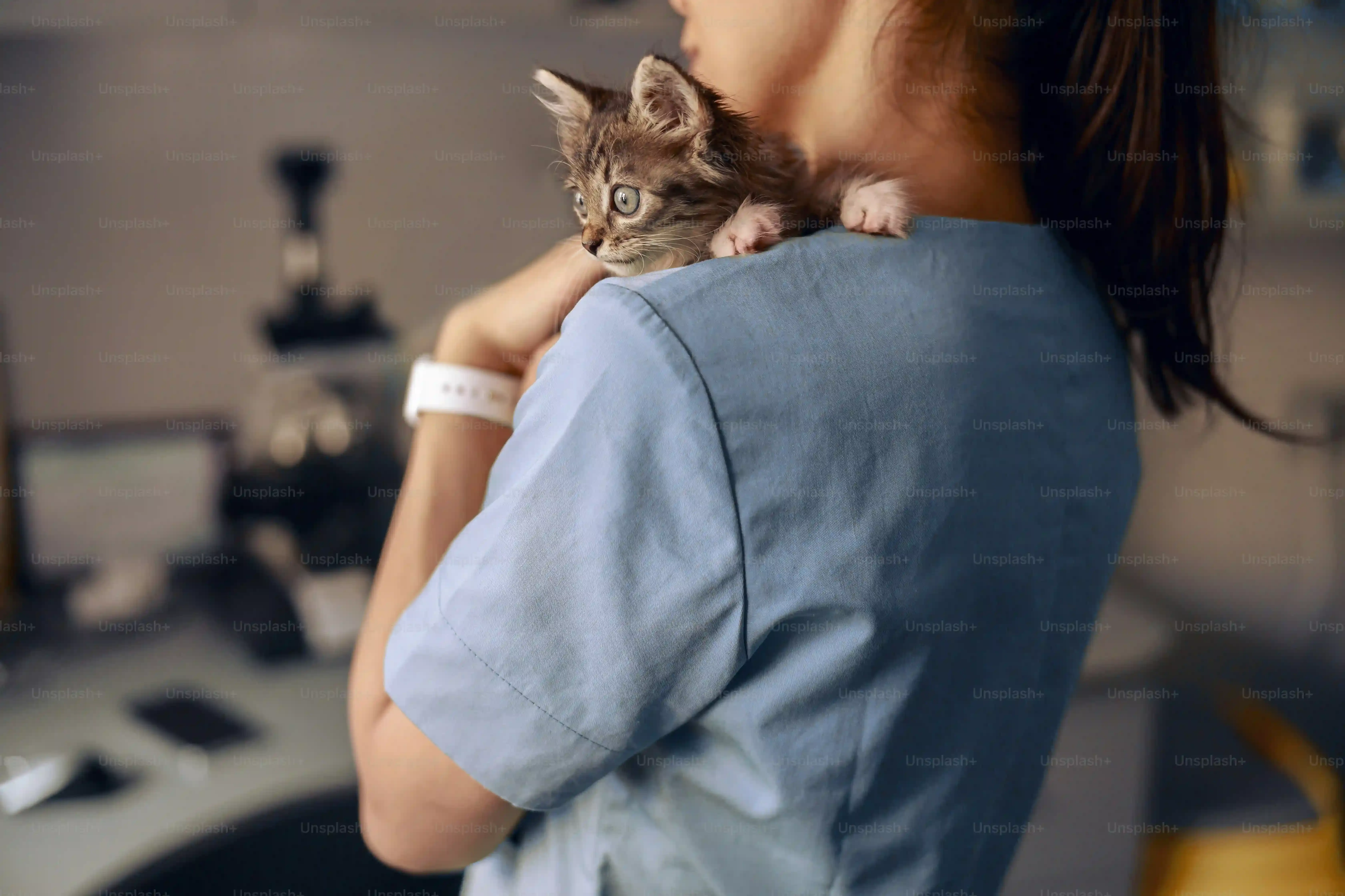 ブリーダーから猫を迎える前に知るべき先天性疾患のリスク