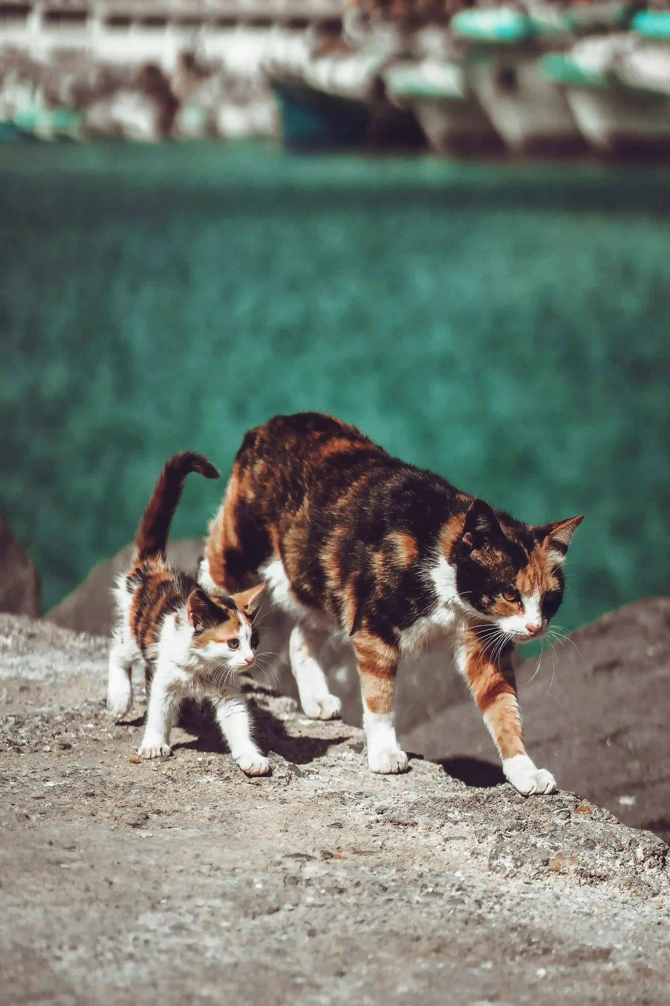ブリーダーから猫を飼う流れ、これで安心！