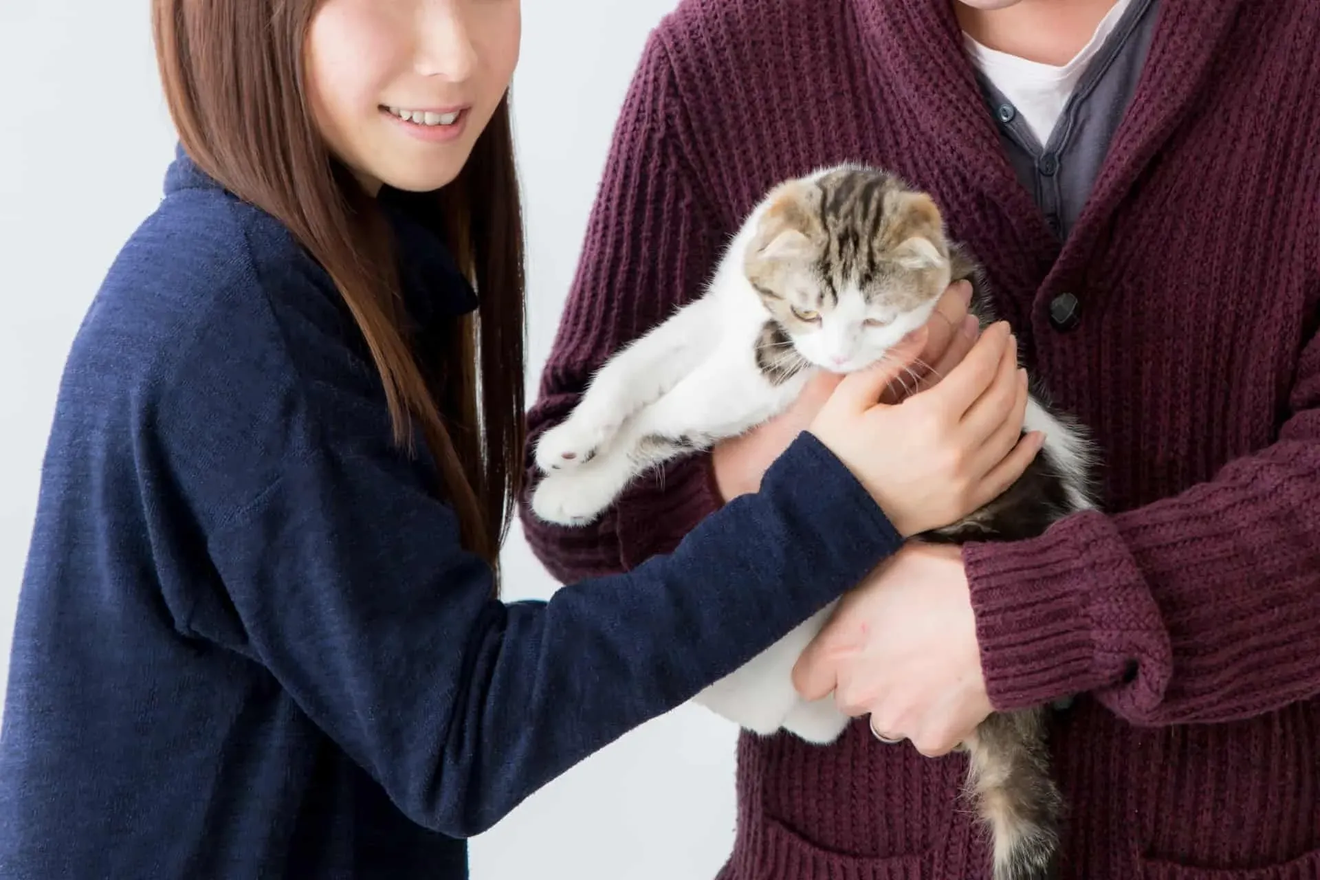 ブリーダーから迎えた猫との新しい生活