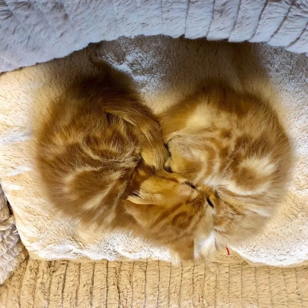 ブリーダーだから分かる!兄弟猫を迎える「ここが嬉しい」ポイント