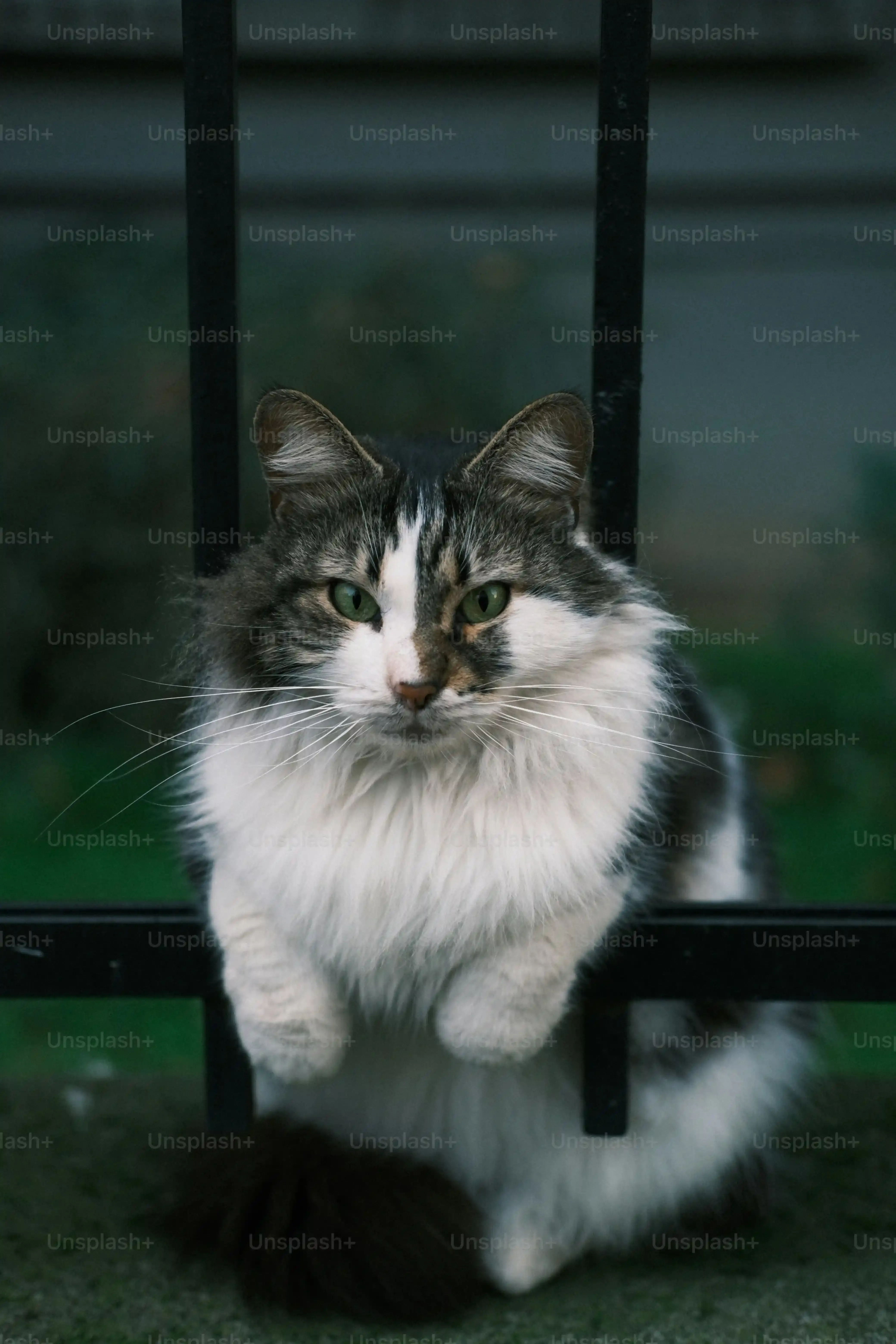 ブリーダーの猫を里親に迎える前に確認すべきこと