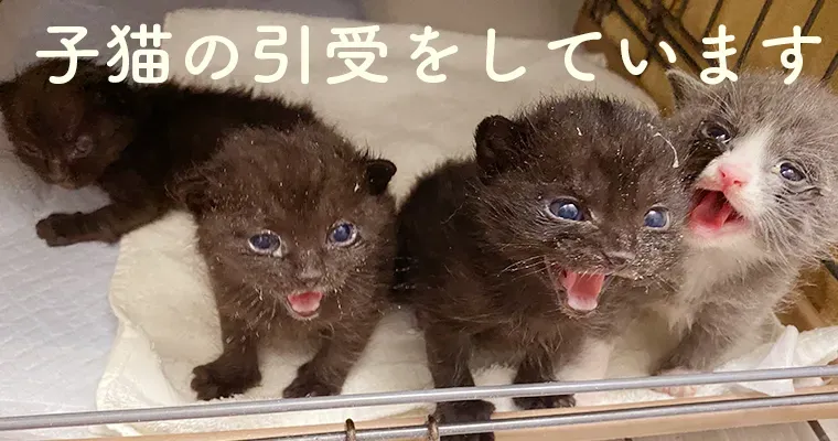 ブリーダーの猫を里親に?無料譲渡のカラクリ
