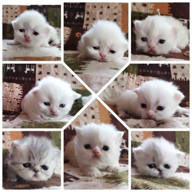 ブリーダーブログ猫から学ぶ!初めての猫を迎えるヒント