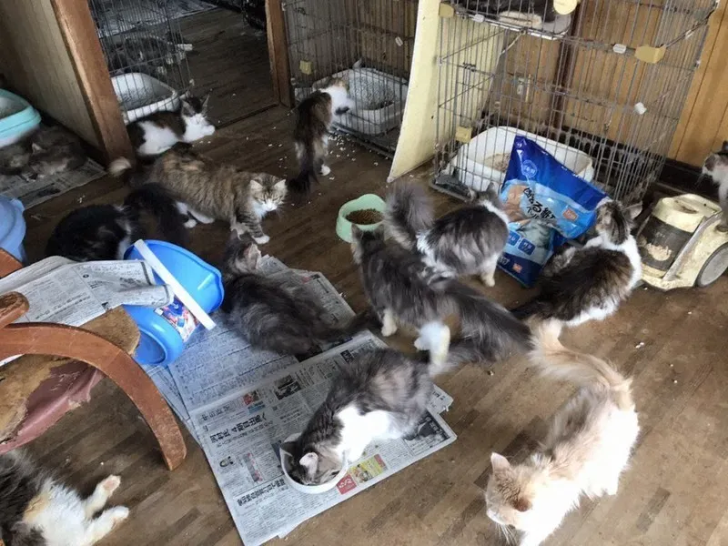 ブリーダー崩壊 猫をなくすために私たちができること