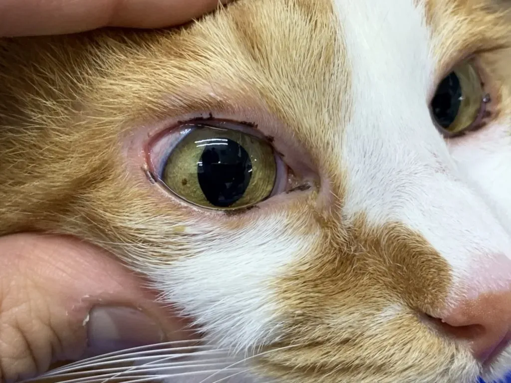 ヘルペスキャリアの猫との暮らし方