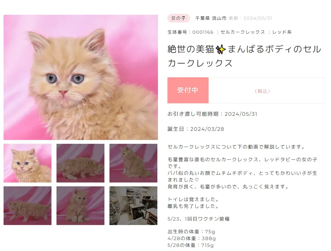 ペットショップとブリーダー、猫の値段はどう違う?