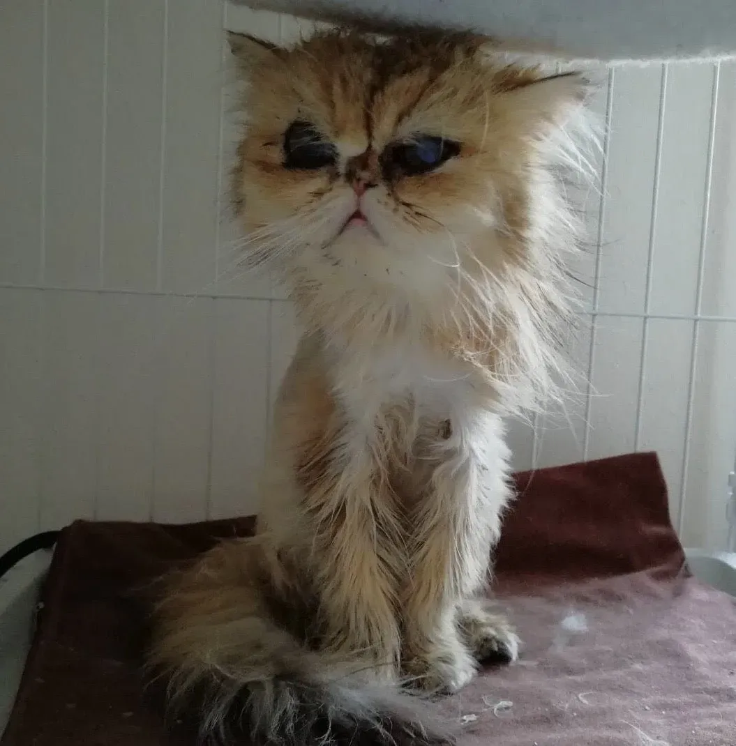 ペルシャ猫ブリーダー崩壊から立ち直り、新しい家族へ
