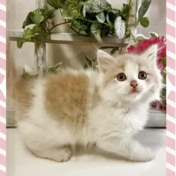 ラガマフィンってどんな猫？その魅力に迫る