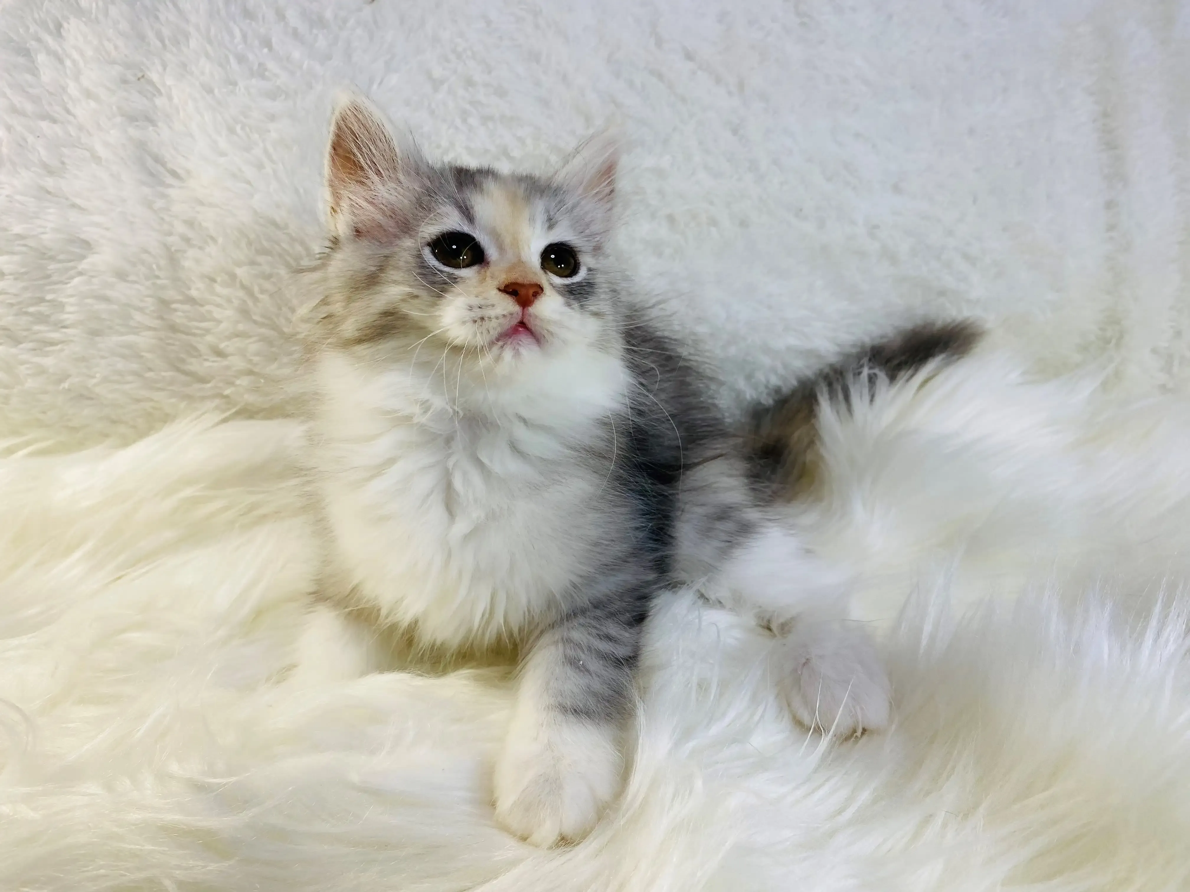 ラガマフィンってどんな猫？魅力と特徴