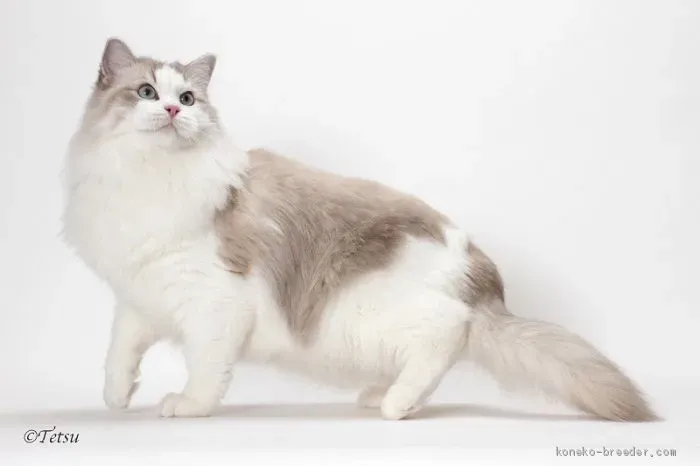 ラグドールってどんな猫?その魅力と特徴を知ろう