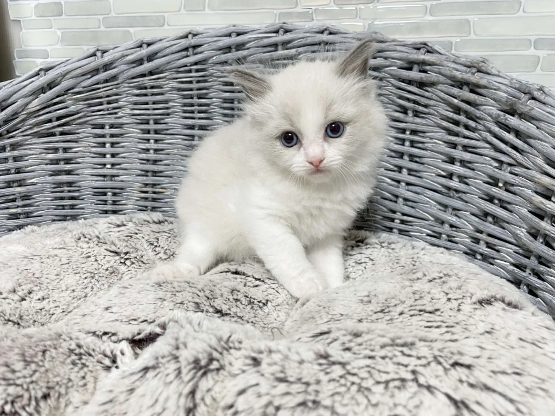 ラグドールってどんな猫？性格や特徴、飼育のポイント