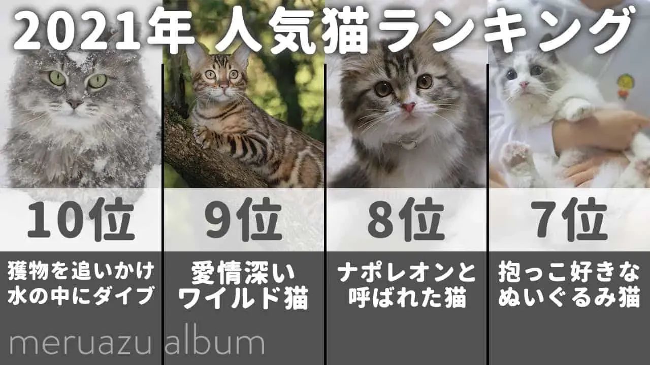 ランクインした猫種の特徴と魅力