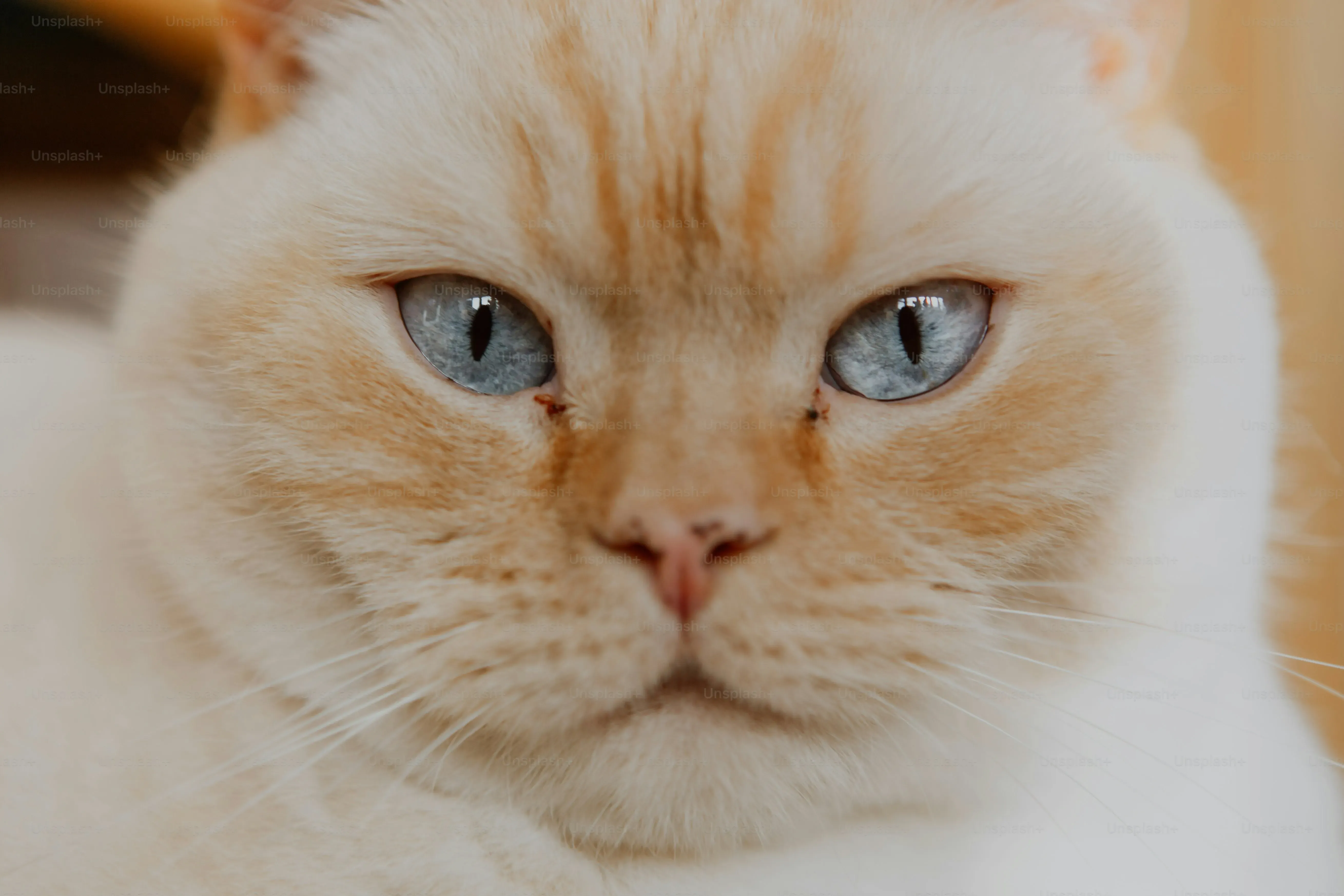 ロシアンブルーという猫:飼いやすさの真実と愛情表現