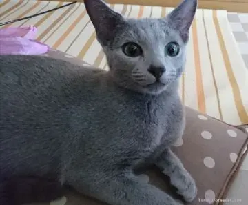 ロシアンブルーの子猫、ブリーダーから迎える準備と流れ