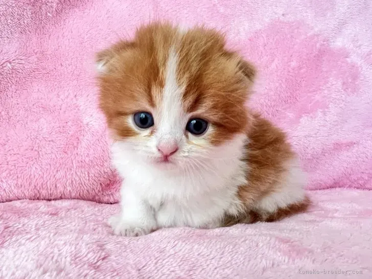 三島で猫を迎える:ブリーダー以外の選択肢(里親募集など)