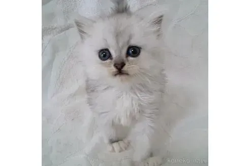 三重県で猫を迎えたいと思ったら、まず知るべきこと