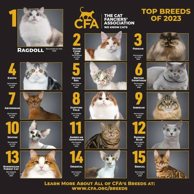 人気の猫種 猫 ランキング 2025年最新版