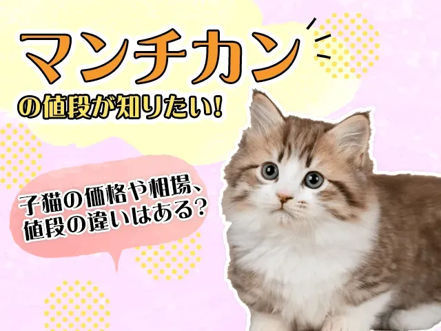 人気の猫種はやっぱり高い？猫種別価格ガイド