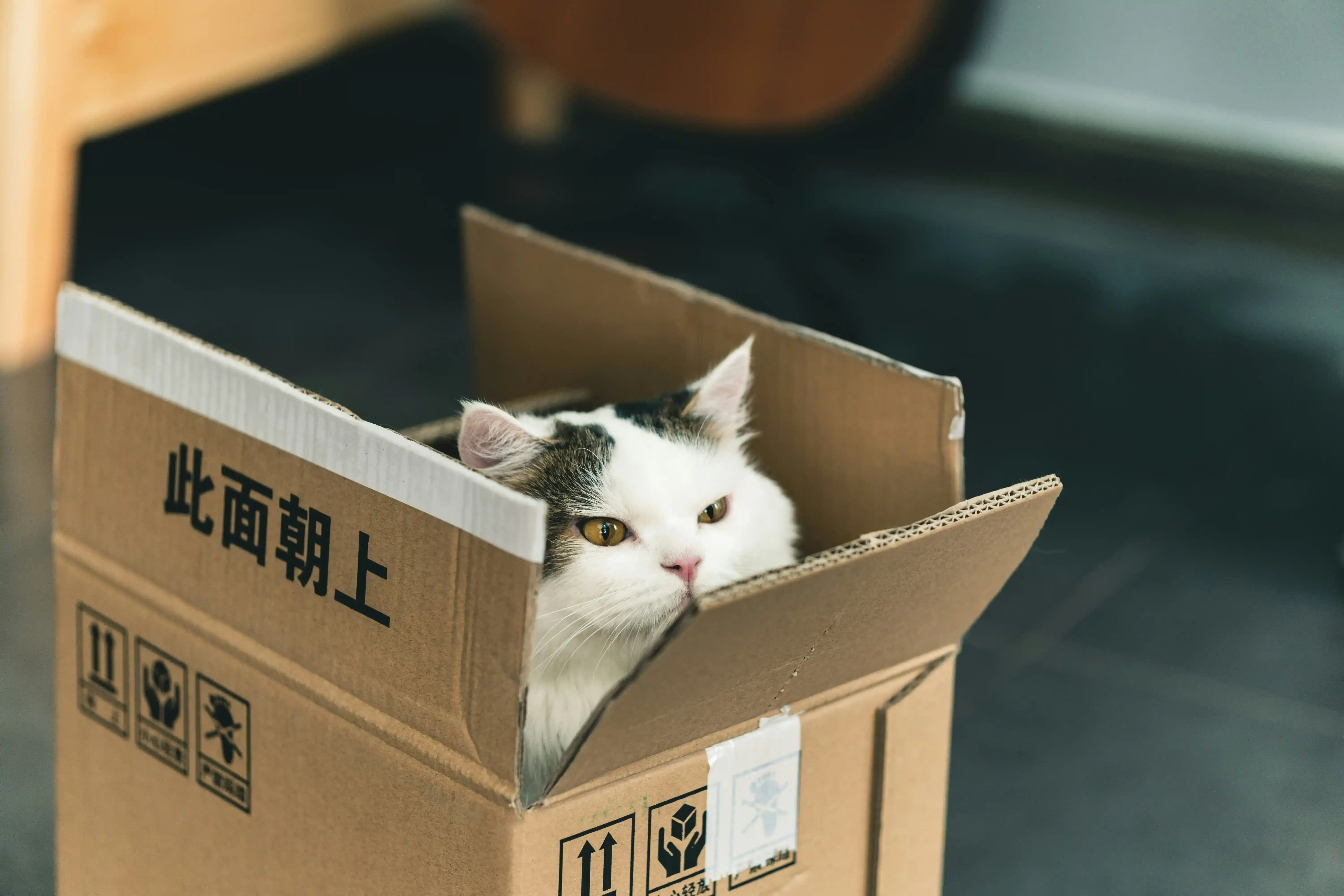 会津若松 猫 ブリーダーの猫舎へ行ってみよう:見学のいろは