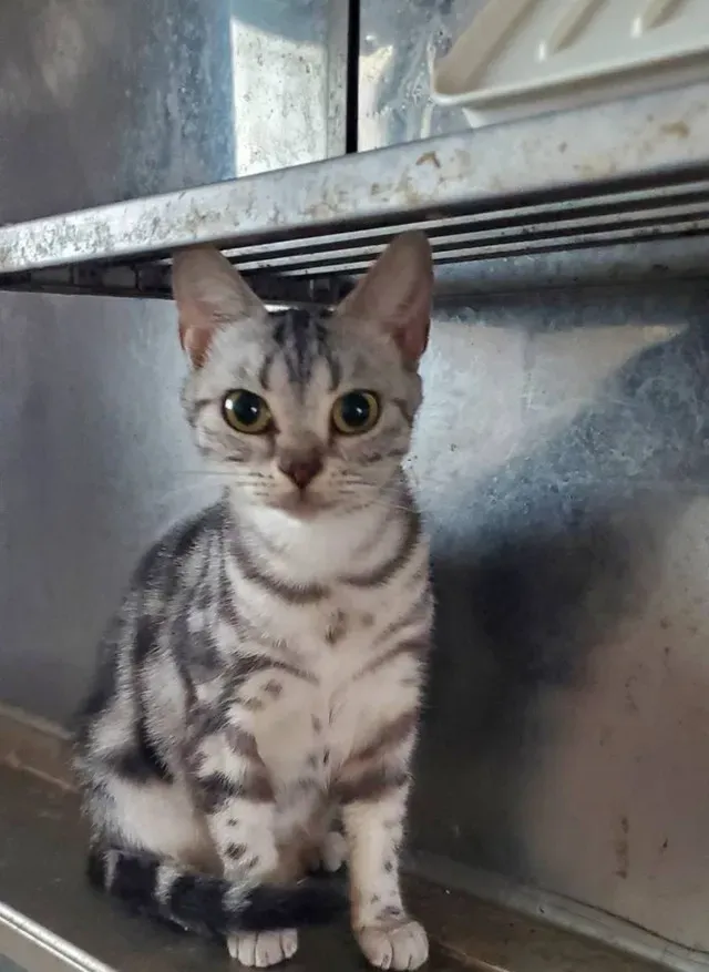 保護された猫たちを家族に迎える選択肢