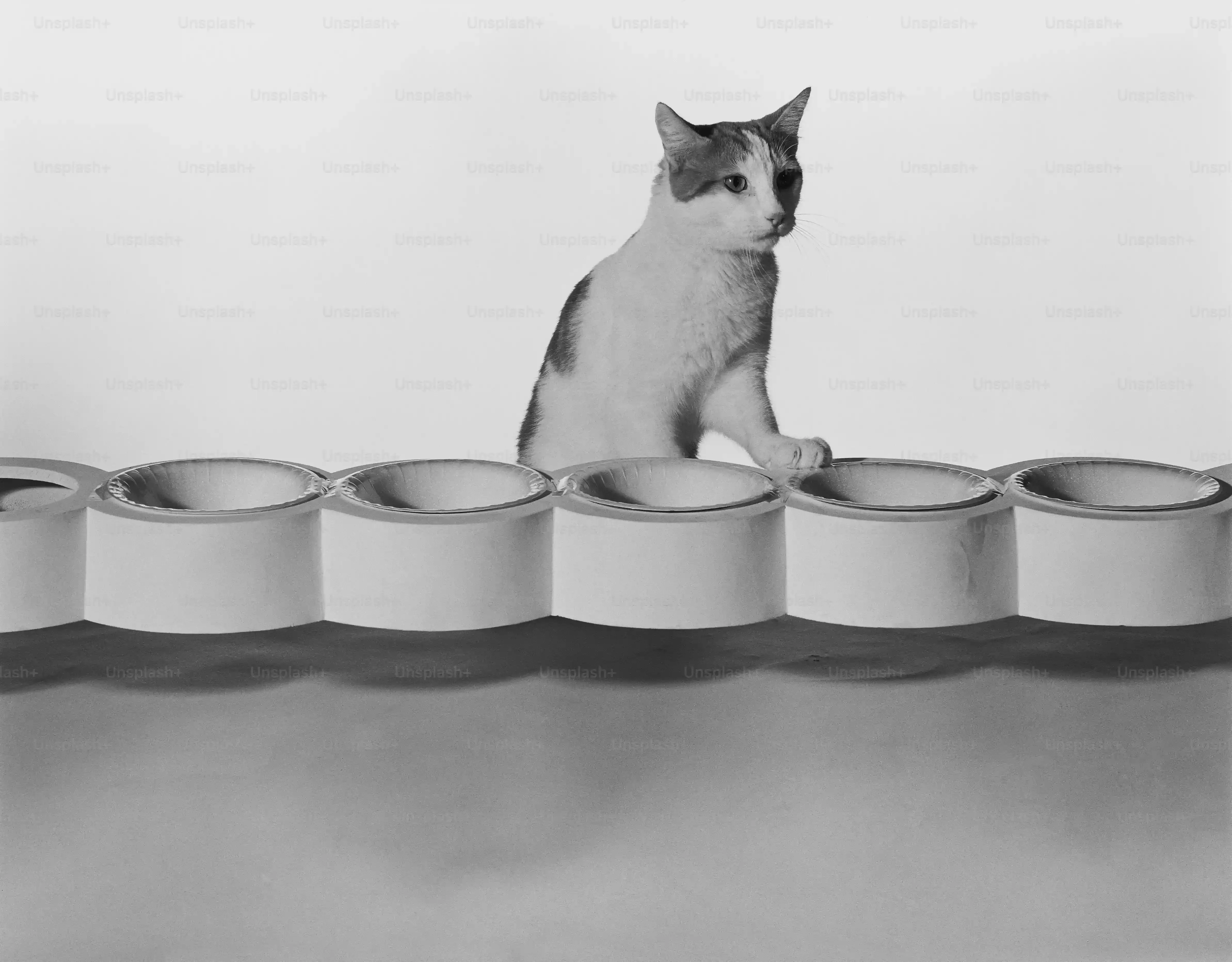 保護猫たちとの出会い「湯布院保護猫フォレスト」ってどんな場所？