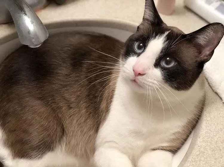 信頼できるスノーシュー猫ブリーダーの見分け方