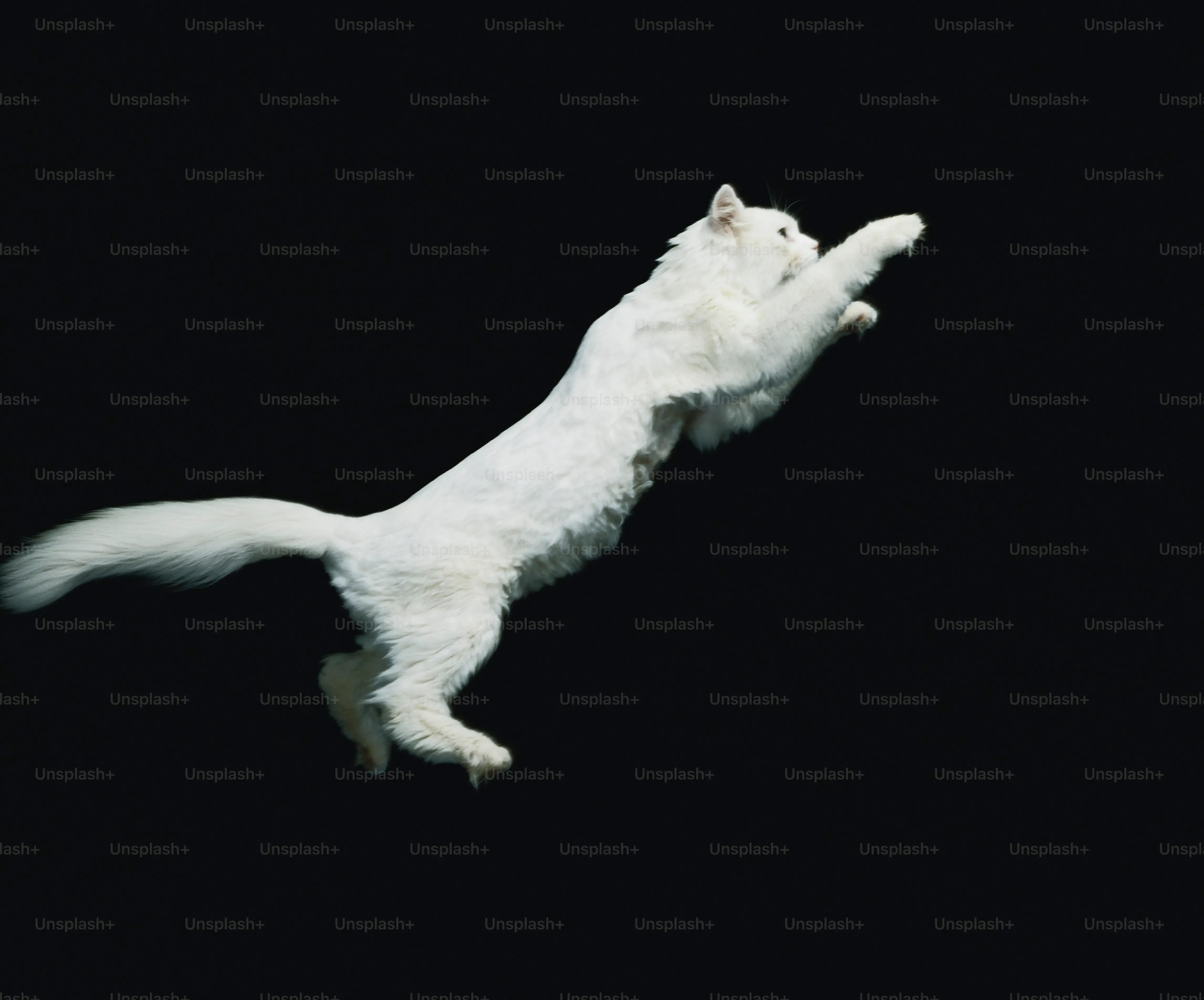 信頼できるブリーダー 猫 サイベリアンを見つけるには