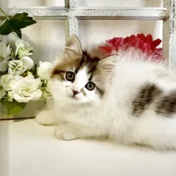 信頼できるラガマフィン 猫 ブリーダーの見つけ方