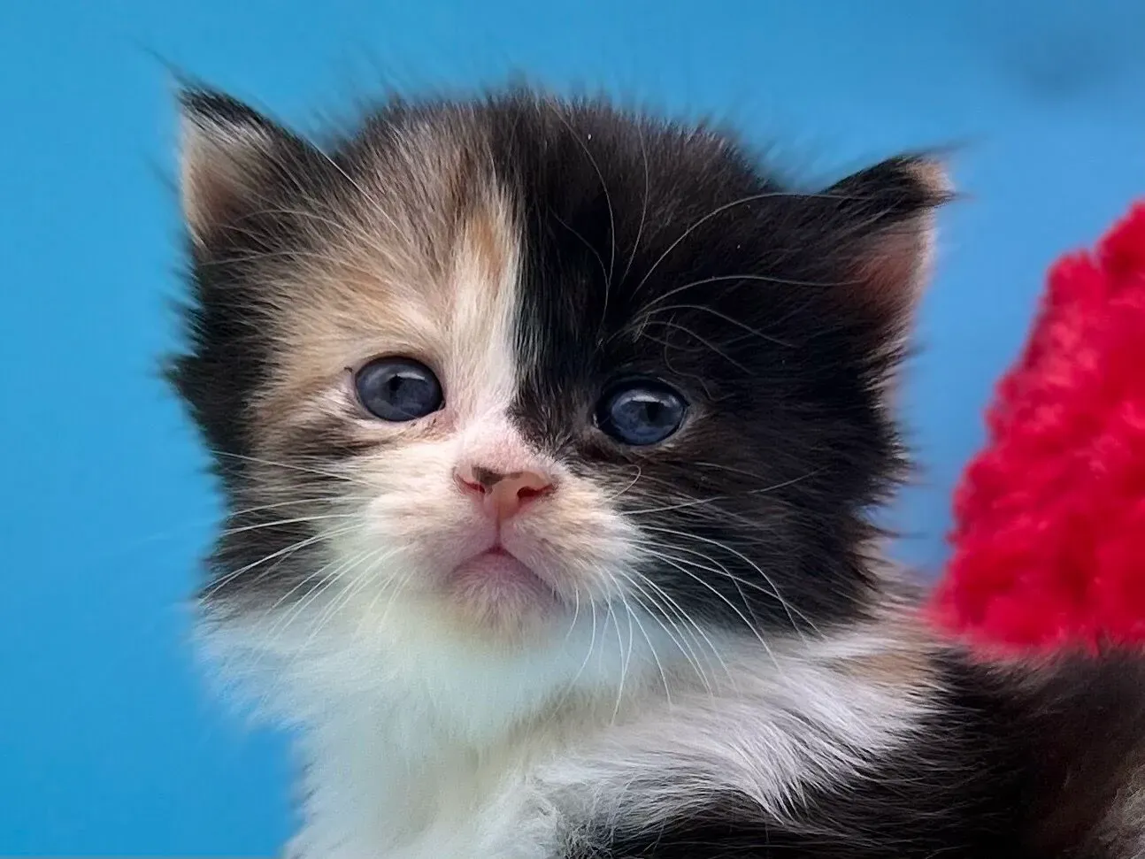 信頼できる大和 猫 ブリーダーの探し方