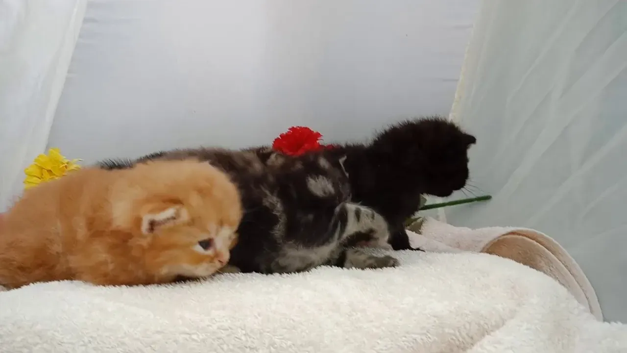 信頼できる宮城県の猫ブリーダー選び方