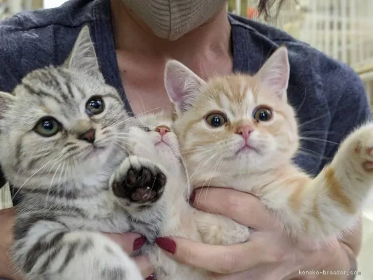 信頼できる岡山 猫 ブリーダーの見つけ方