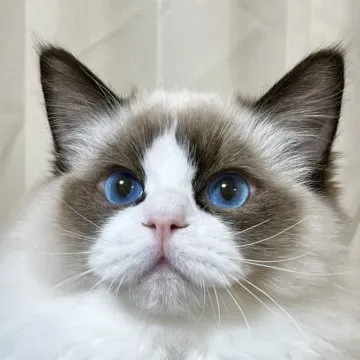 信頼できる愛知県の猫ブリーダーの見つけ方
