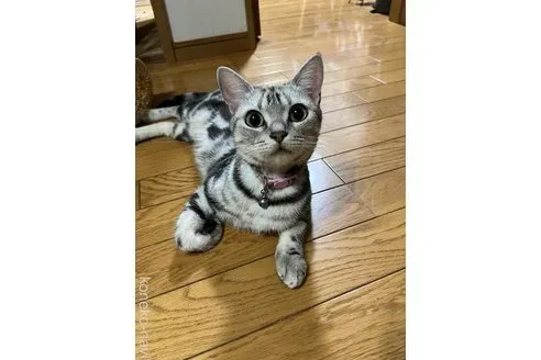 信頼できる焼津 猫 ブリーダーの見つけ方