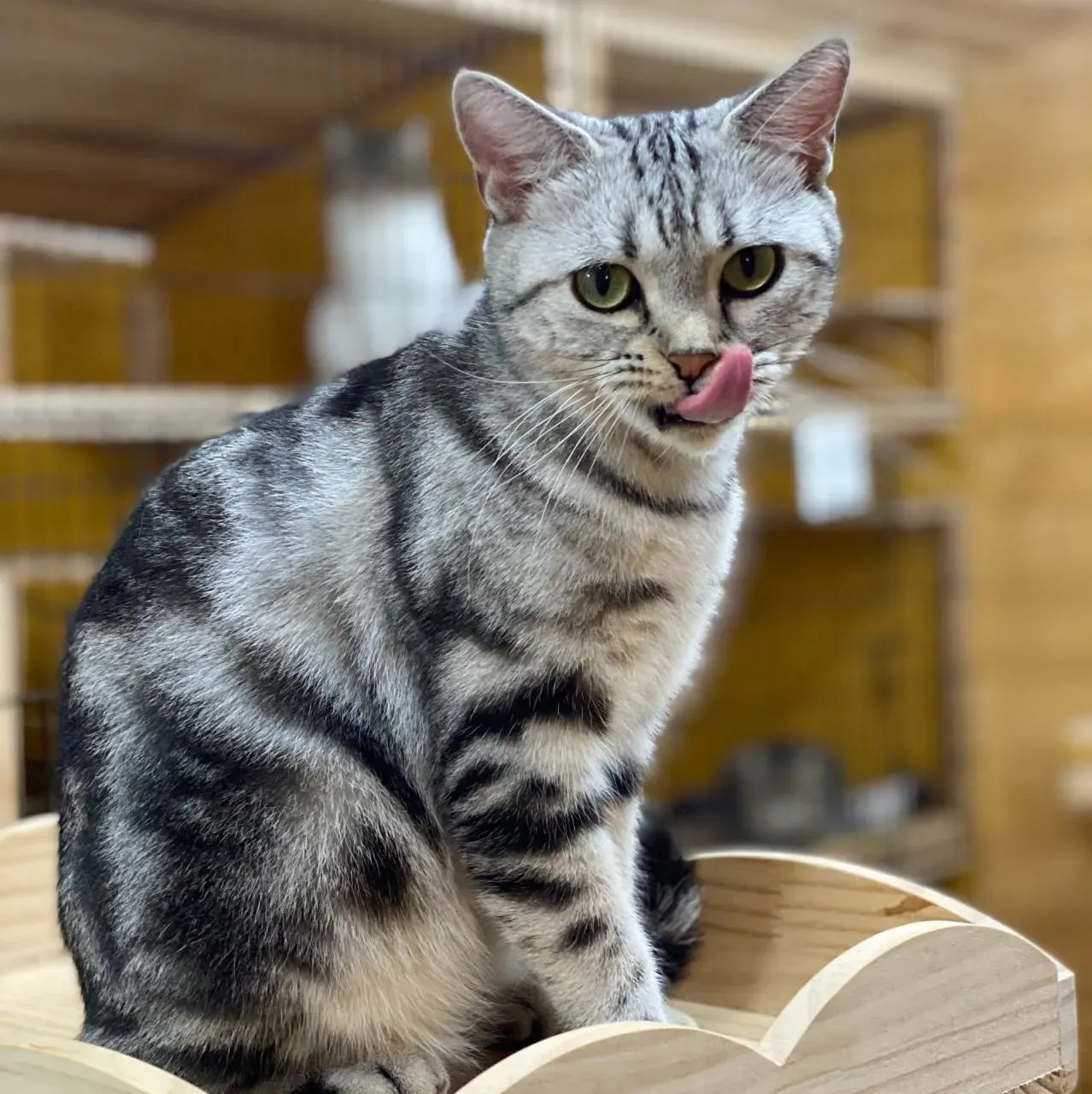 信頼できる猫 ブリーダー アメリカン ショート ヘアの見つけ方