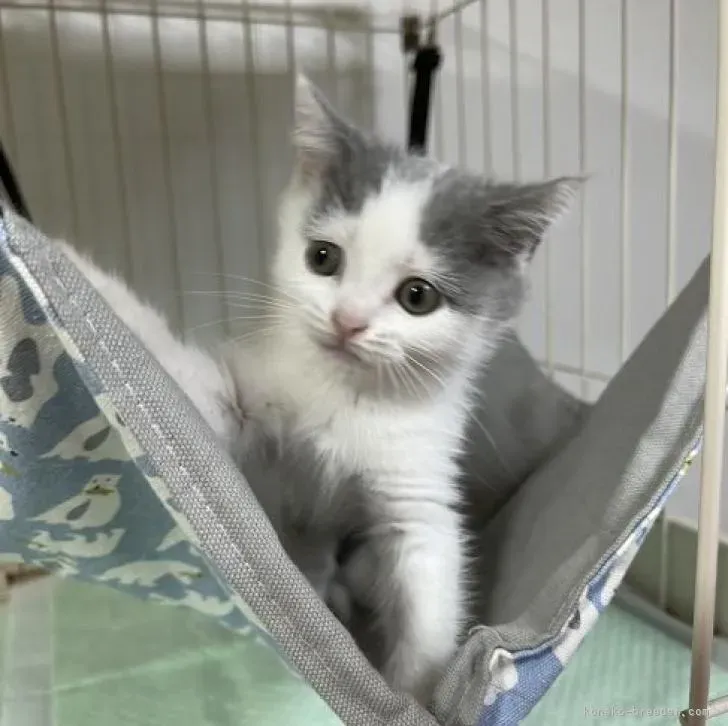 信頼できる猫 ブリーダー 口コミの見分け方