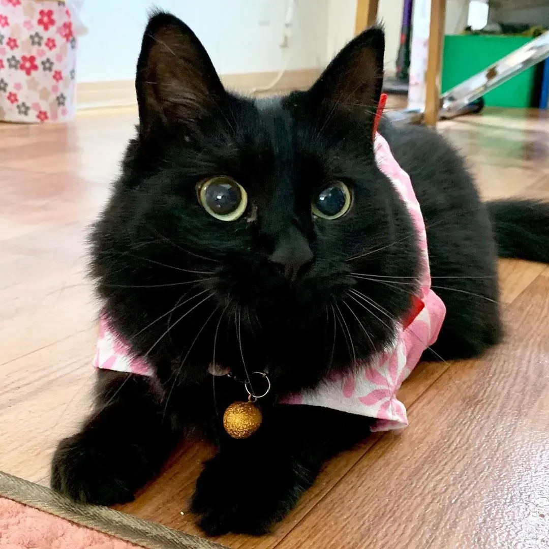 信頼できる猫 ブリーダー 黒 猫をどう見つけるか