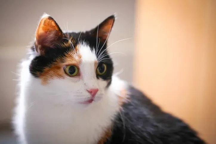 信頼できる猫 ブリーダーの探し方