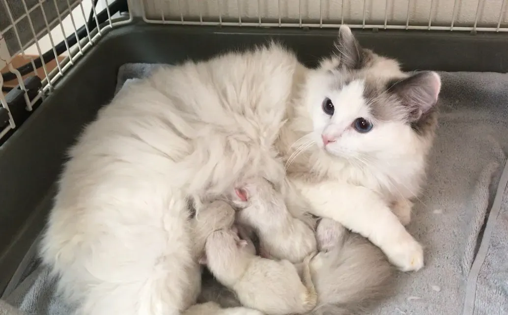 信頼できる猫ブリーダー 北海道の見分け方、ここが重要