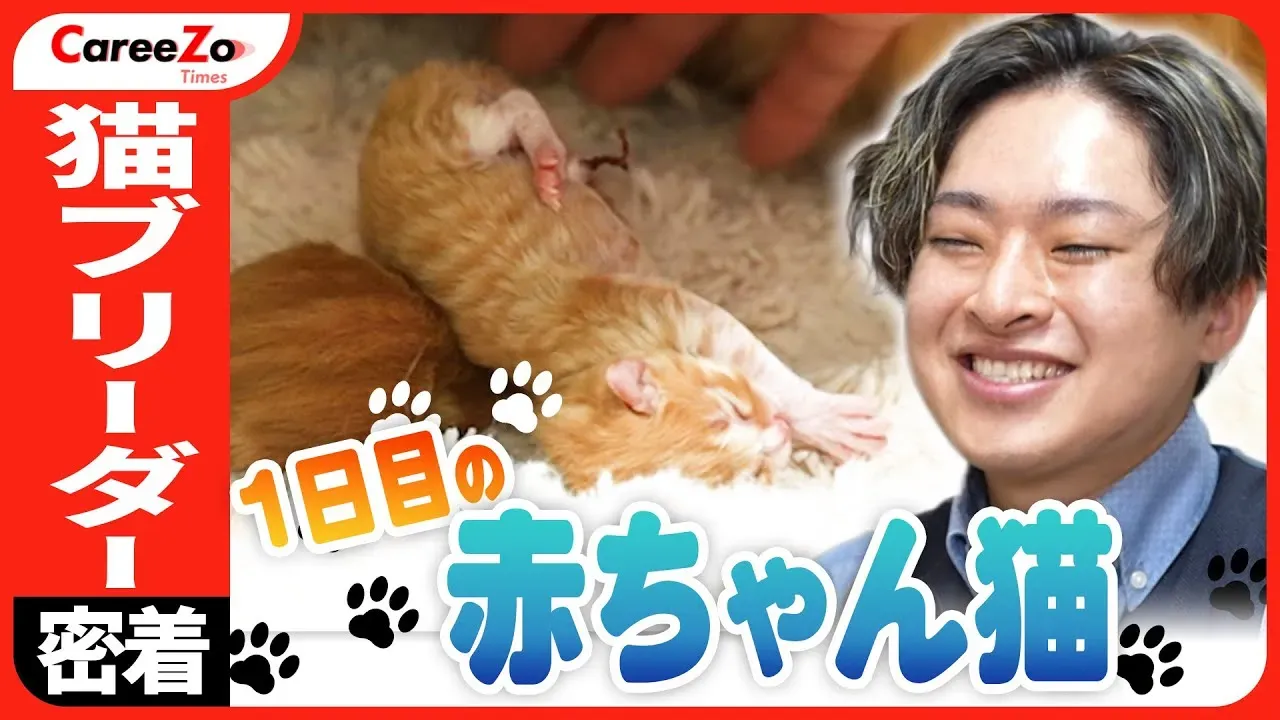 信頼できる猫ブリーダー YouTubeチャンネルの見分け方