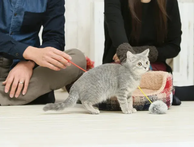 信頼できる猫ブリーダーとは?後悔しないための基本