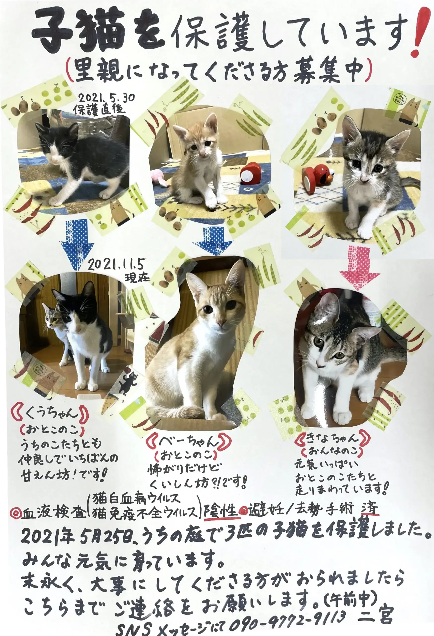 信頼できる猫ブリーダーの見つけ方と注意点